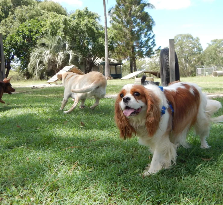 Parques para perros en Vélez-Málaga