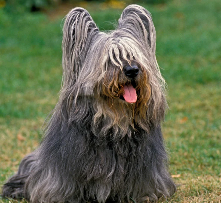 Skye terrier: características y cuidados Skye terrier: características y cuidados