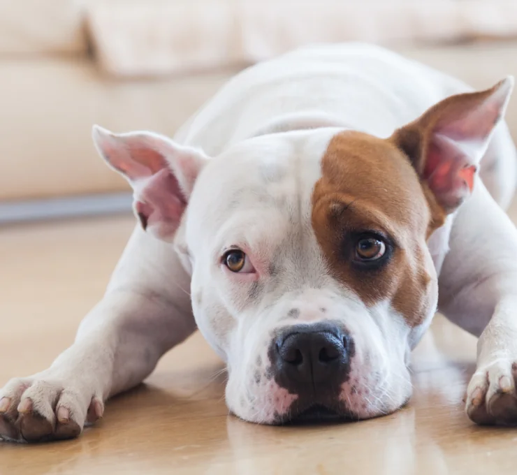 Guarderías caninas en Málaga Guarderías caninas en Málaga