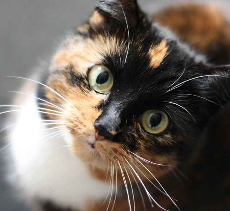 Obesidad en gatos: tipos, causas y qué hacer