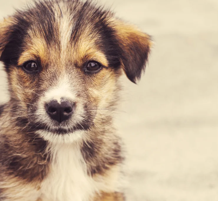 Cómo y dónde encontrar perros perdidos en Málaga