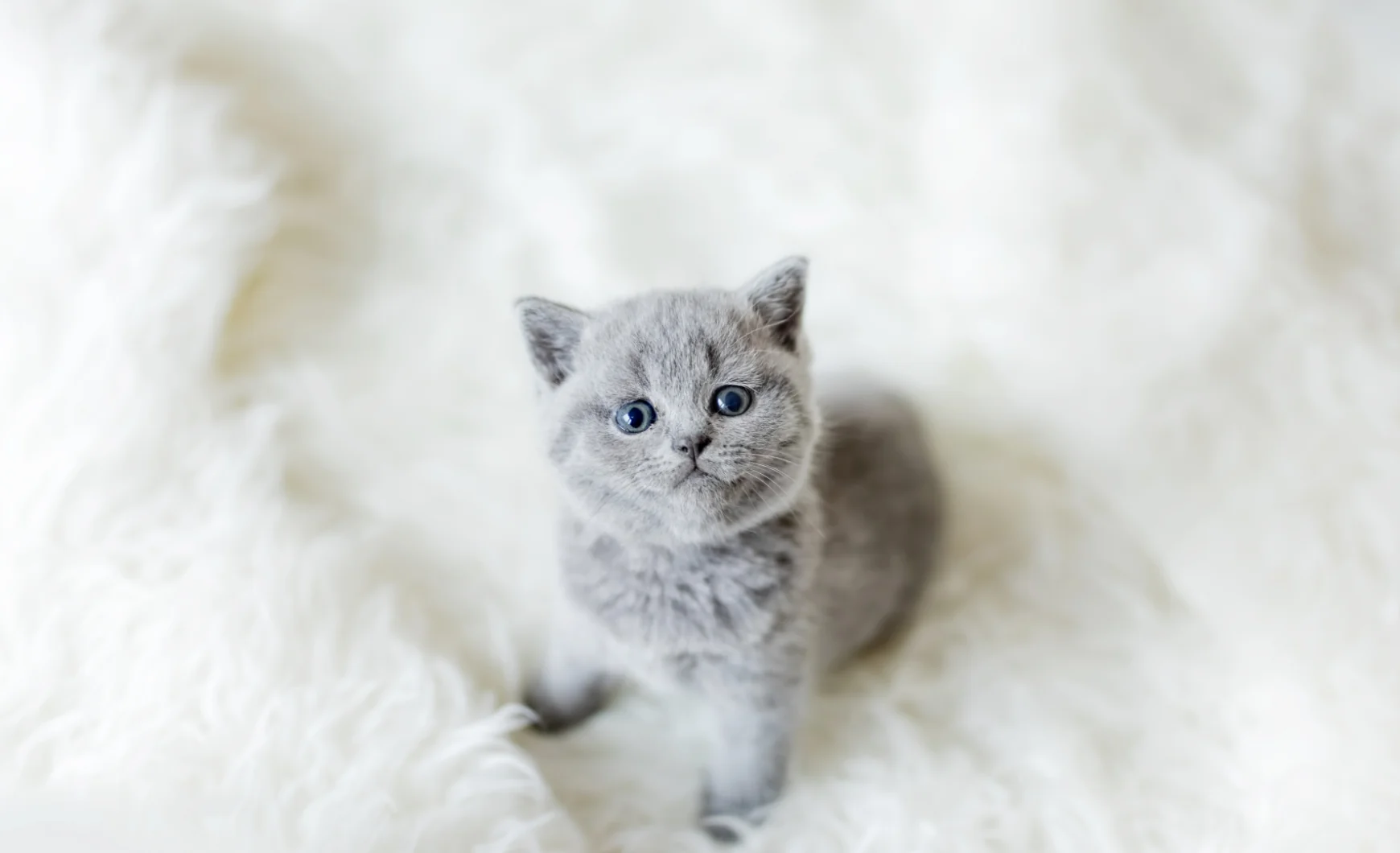¿Es obligatorio el chip para gatos en Madrid?