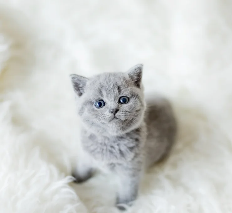 ¿Es obligatorio el chip para gatos en Madrid?