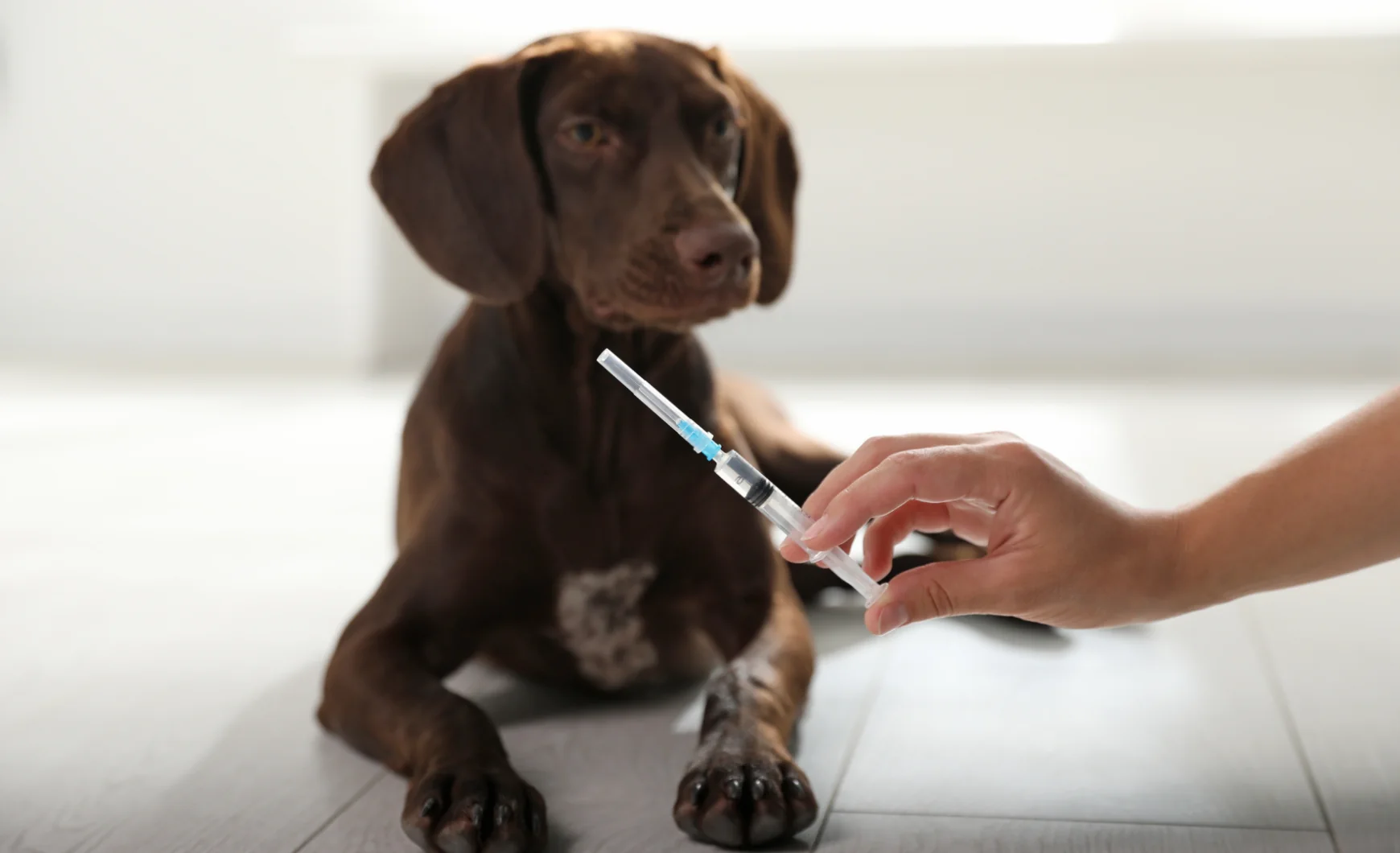 Vacunas obligatorias para perros en Cataluña