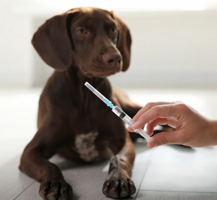 Vacunas obligatorias para perros en Cataluña