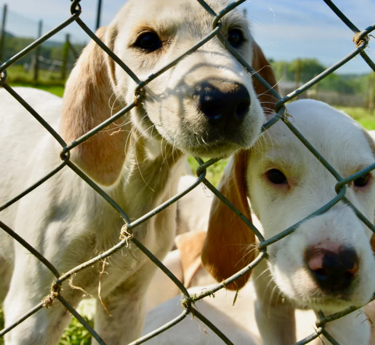 Protectoras de animales en Oviedo
