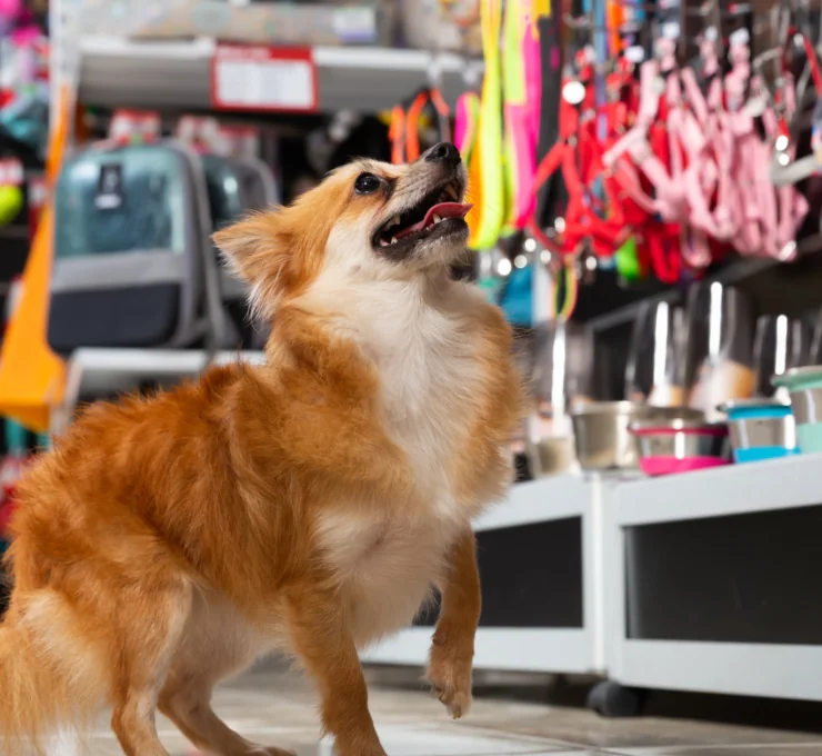 Tiendas para mascotas en Madrid