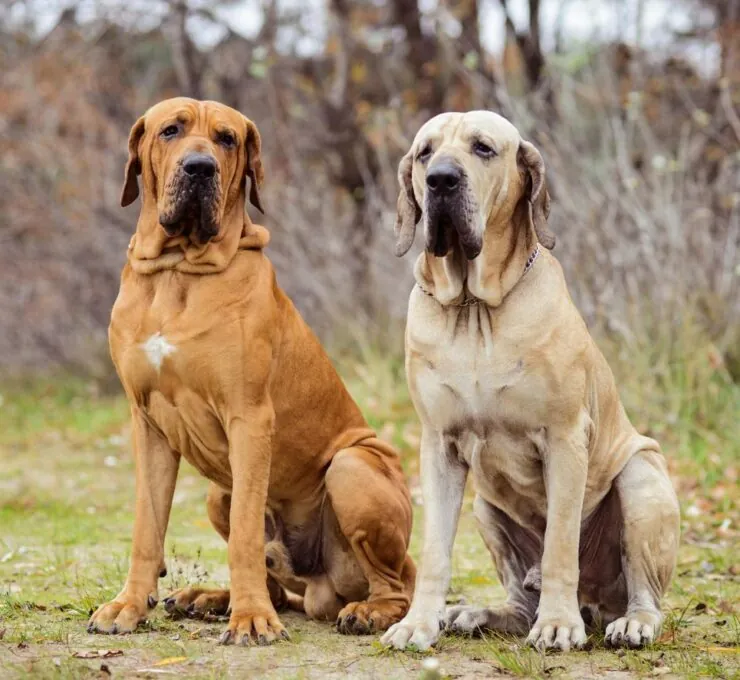 Fila brasileño o mastín brasileño: características y cuidados