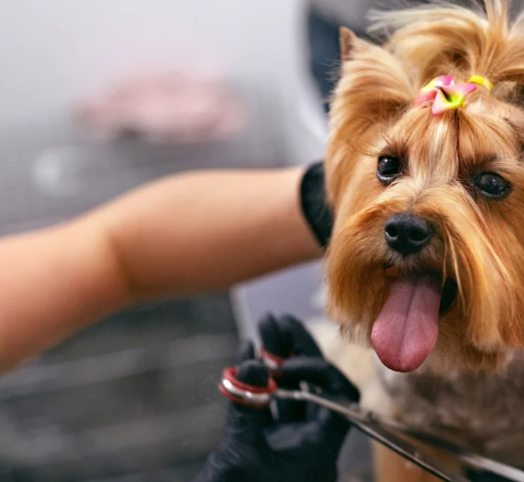 Peluquerías caninas en Málaga