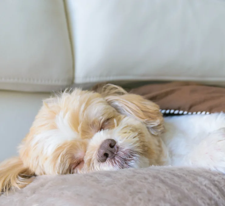 Hoteles y residencias caninas en Madrid