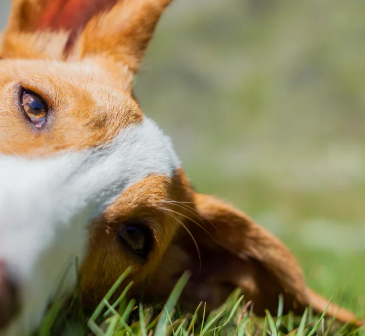 Podencos en adopción en Barcelona: centros y protectoras