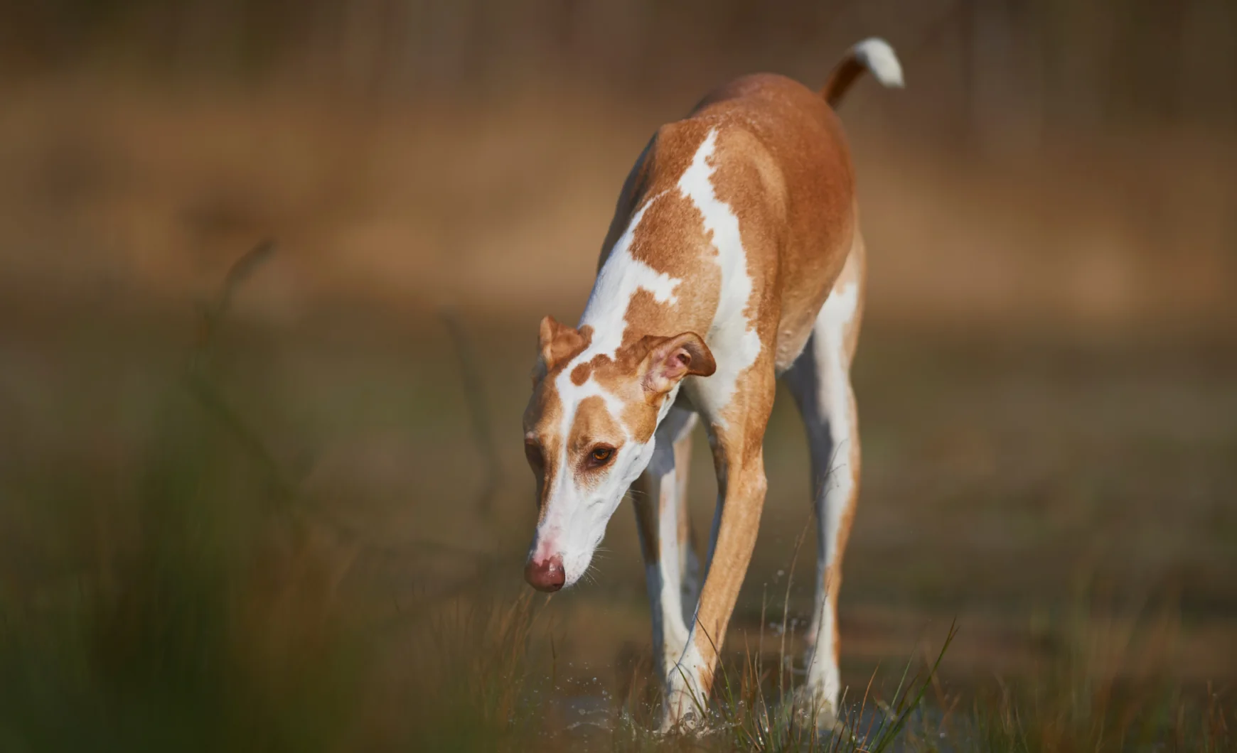 Galgos en adopción en Madrid: lista completa