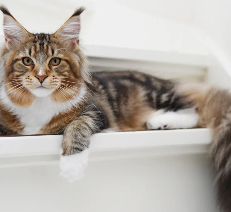 Vacunas obligatorias para gatos en Galicia Vacunas obligatorias para gatos en Galicia