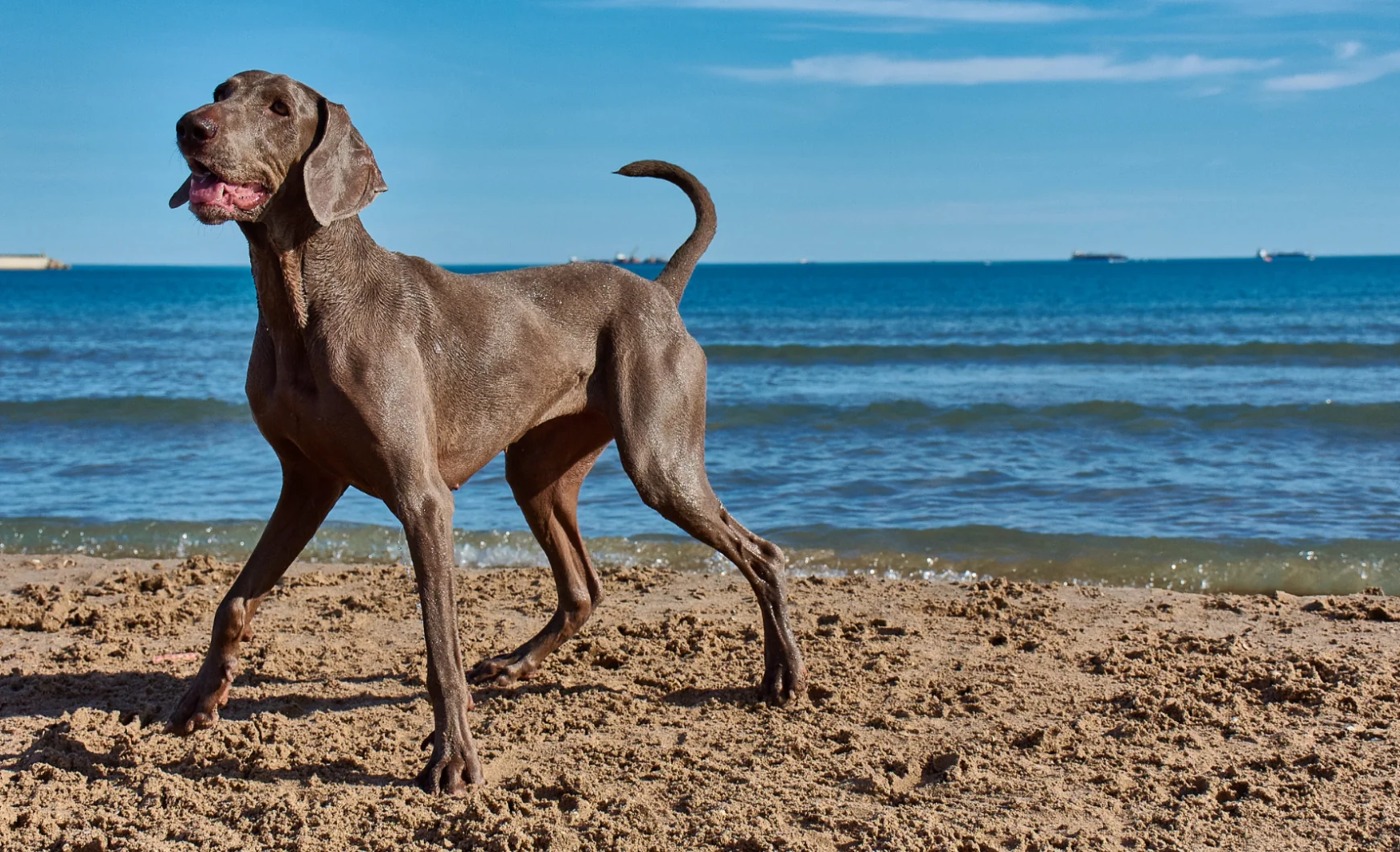 Playas para perros en Málaga