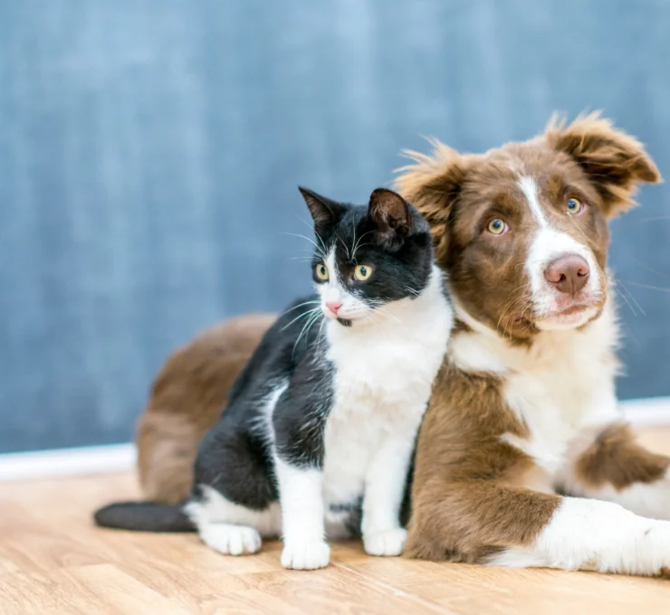 Tiendas para mascotas en Madrid Tiendas para mascotas en Madrid