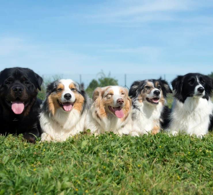 Residencias y hoteles para perros en Bilbao Residencias y hoteles para perros en Bilbao