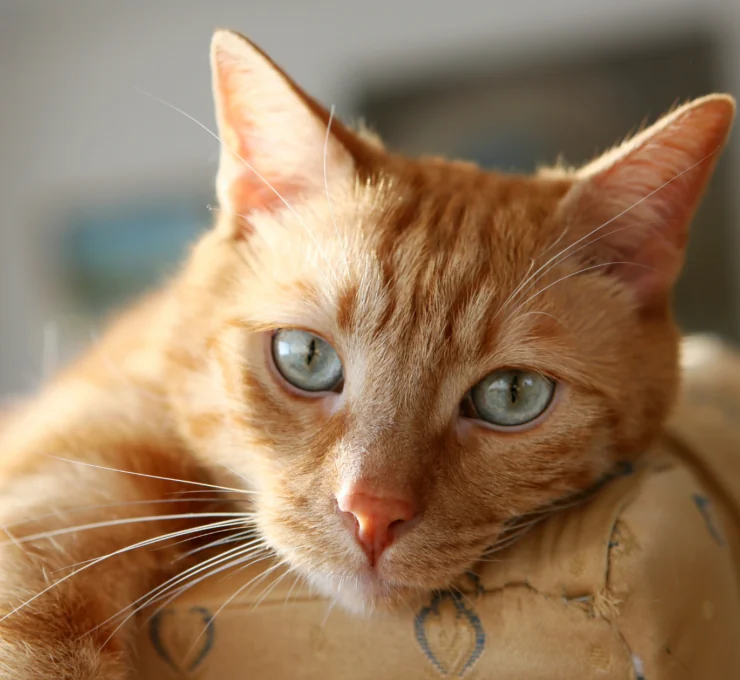 Hoteles y residencias felinas en Barcelona Hoteles y residencias felinas en Barcelona