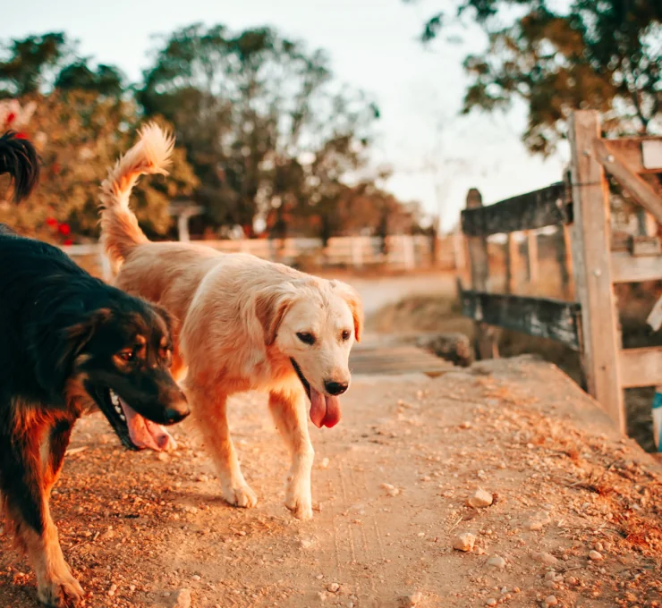 Residencias caninas en Cartagena Residencias caninas en Cartagena