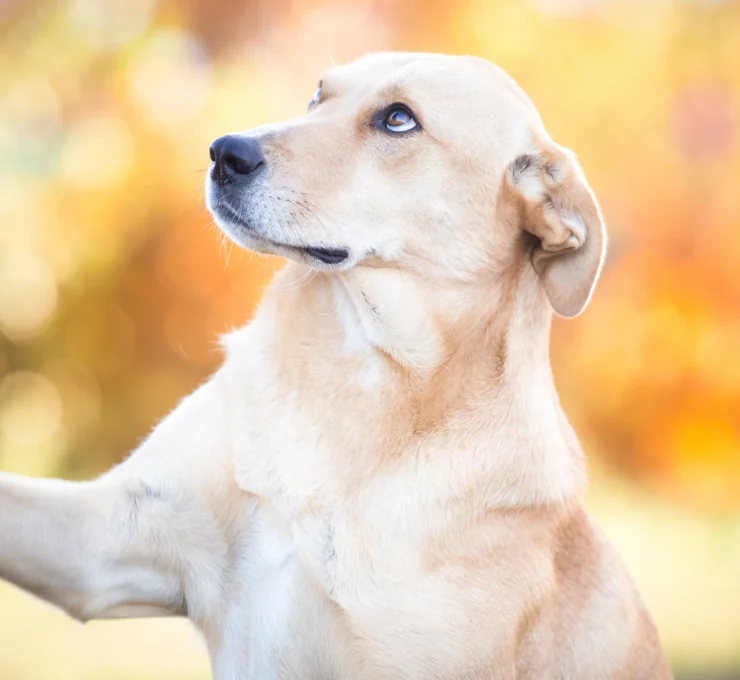 Cómo y dónde adoptar gatos en Bilbao Cómo y dónde adoptar gatos en Bilbao