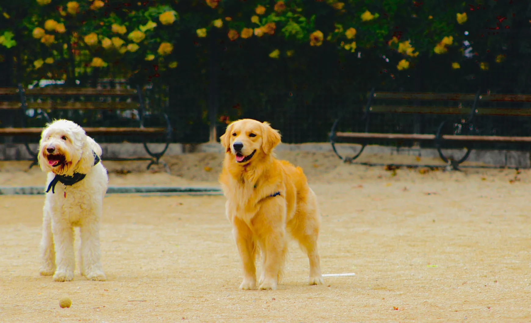 Parques para perros en Málaga