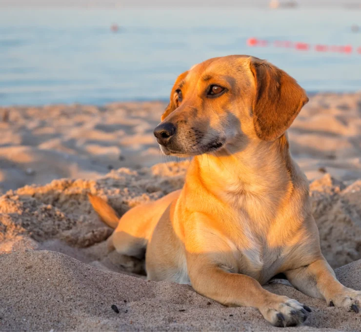 Playas para perros en Asturias Playas para perros en Asturias