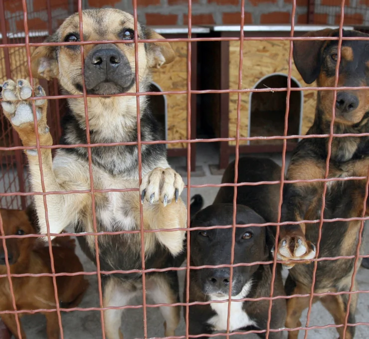 Cómo y dónde adoptar un perro en Oviedo Cómo y dónde adoptar un perro en Oviedo