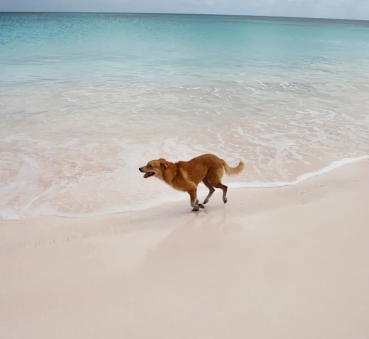 Playas para perros en Barcelona Playas para perros en Barcelona