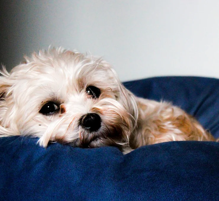 Urgencias veterinarias en Madrid – Veterinario 24 horas Urgencias veterinarias en Madrid – Veterinario 24 horas