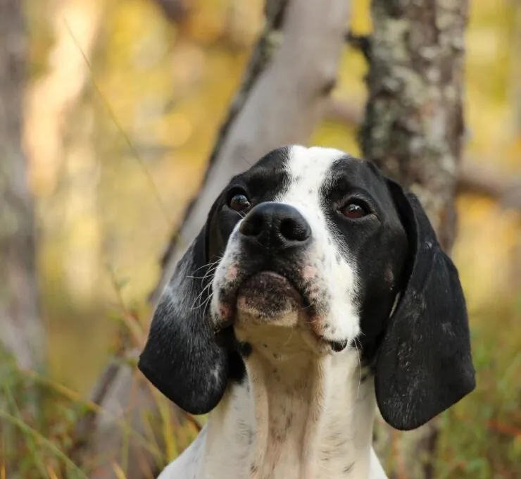 Braco de Auvernia: características y cuidados Braco de Auvernia: características y cuidados