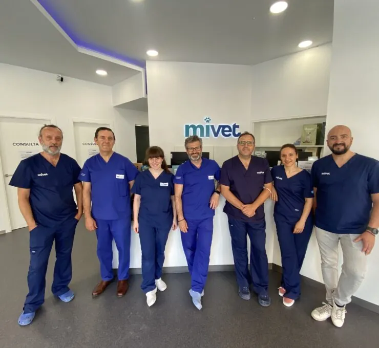 GMOT, Grupo de Trabajo MiVet de Ortopedia y Traumatología GMOT, Grupo de Trabajo MiVet de Ortopedia y Traumatología