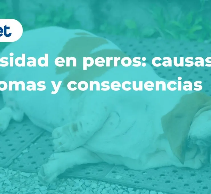 Obesidad en perros: causas, síntomas y consecuencias Obesidad en perros: causas, síntomas y consecuencias