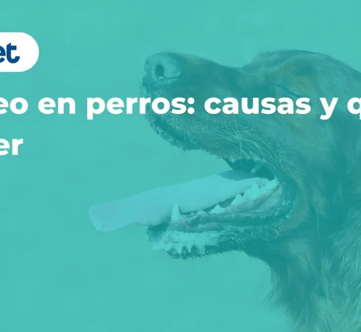 Jadeo en perros: causas y qué hacer Jadeo en perros: causas y qué hacer
