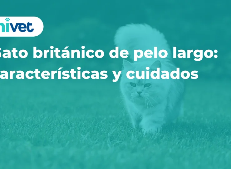 Gato británico de pelo largo: características y cuidados Gato británico de pelo largo: características y cuidados