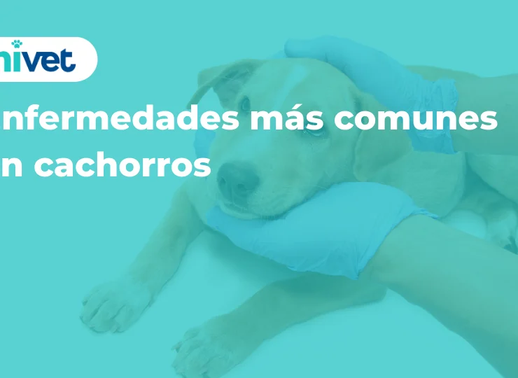 Enfermedades más comunes en cachorros Enfermedades más comunes en cachorros