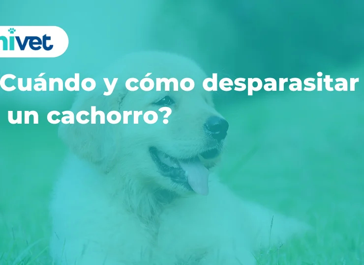 ¿Cuándo y cómo desparasitar a un cachorro? ¿Cuándo y cómo desparasitar a un cachorro?