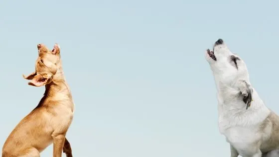 ¿Por qué aúllan los perros?