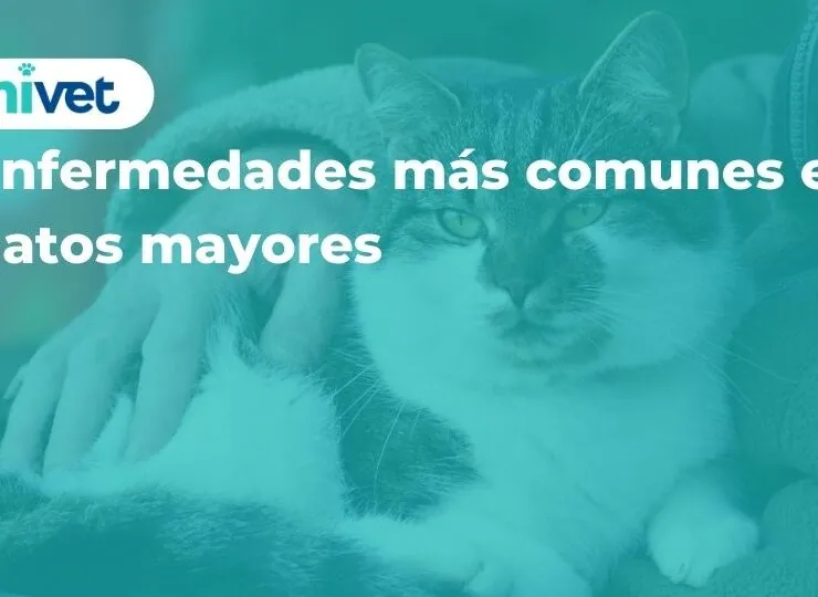 Enfermedades más comunes en gatos mayores
