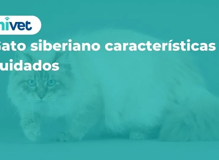 Gato siberiano: características y cuidados Gato siberiano: características y cuidados