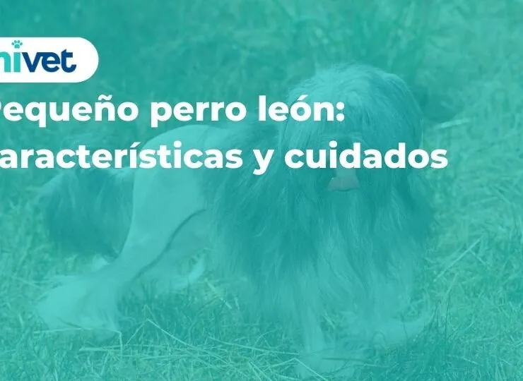 Pequeño perro león: características y cuidados Pequeño perro león: características y cuidados