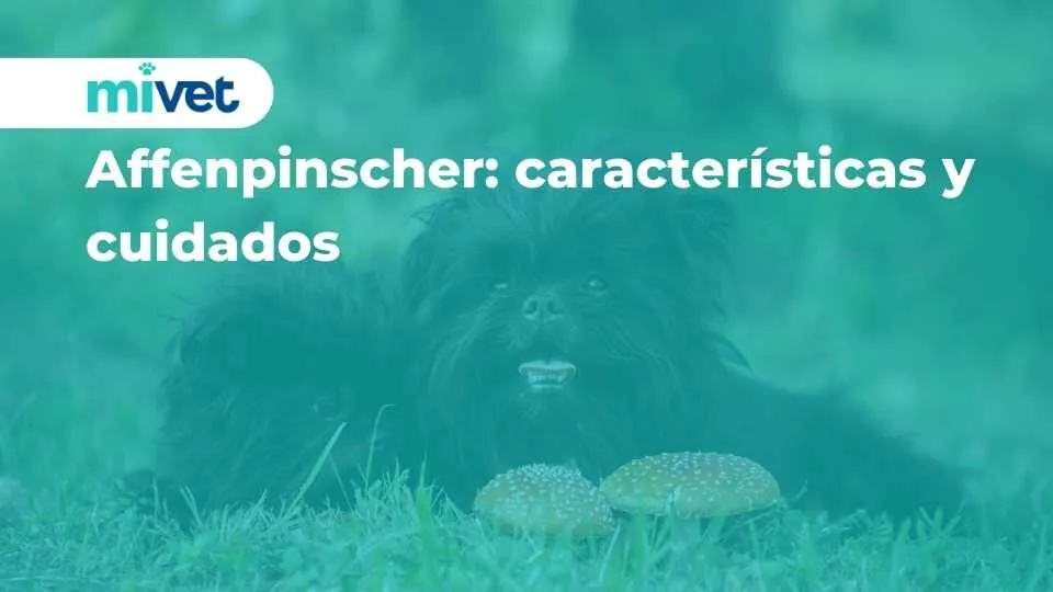 Affenpinscher: características y cuidados