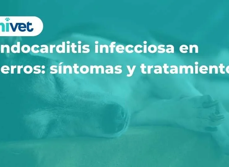Endocarditis infecciosa en perros: síntomas y tratamiento Endocarditis infecciosa en perros: síntomas y tratamiento
