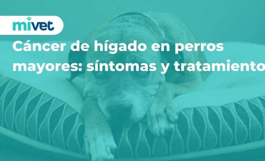 Cáncer de hígado en perros mayores: síntomas y tratamiento