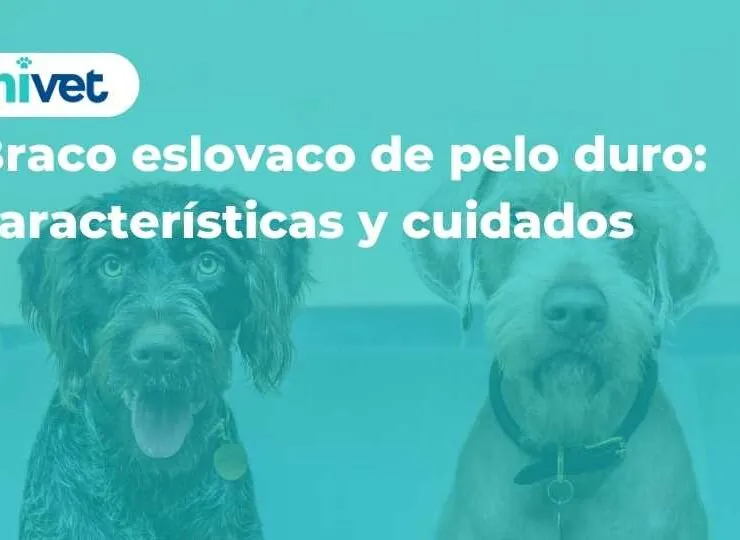 Braco eslovaco de pelo duro: características y cuidados Braco eslovaco de pelo duro: características y cuidados