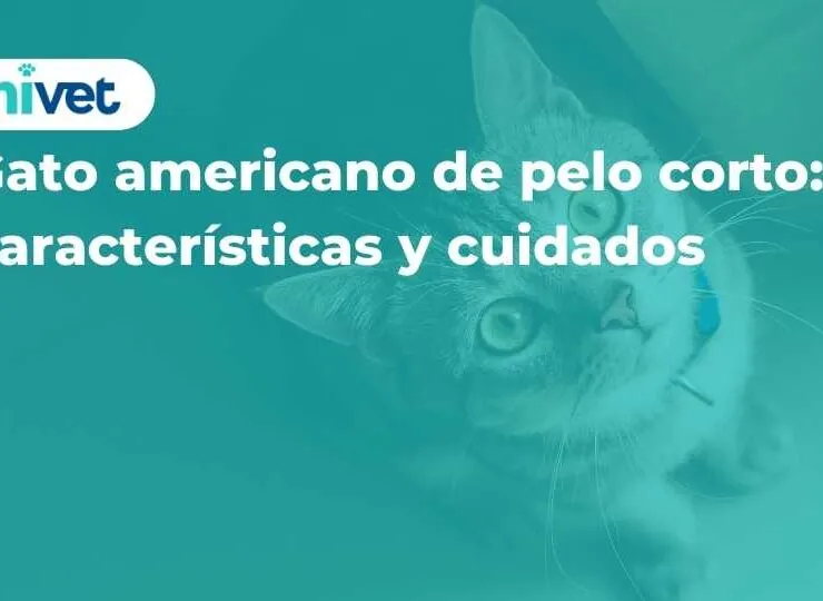 Gato americano de pelo corto: características y cuidados Gato americano de pelo corto: características y cuidados