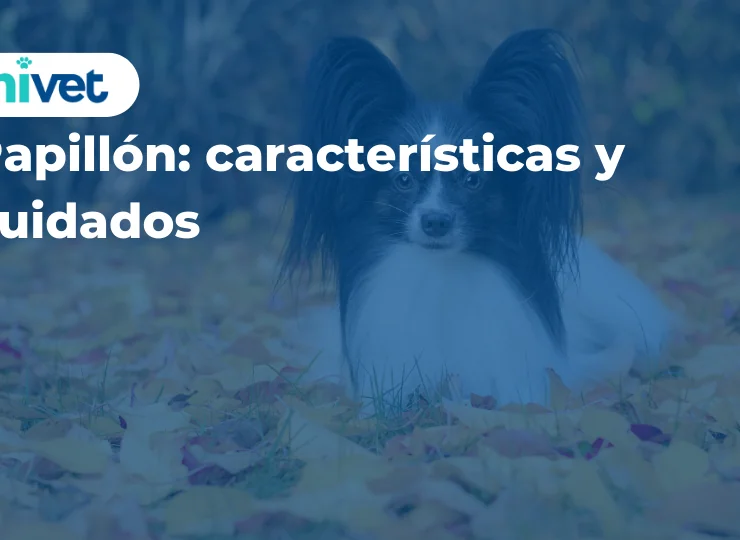 Papillón: características y cuidados Papillón: características y cuidados