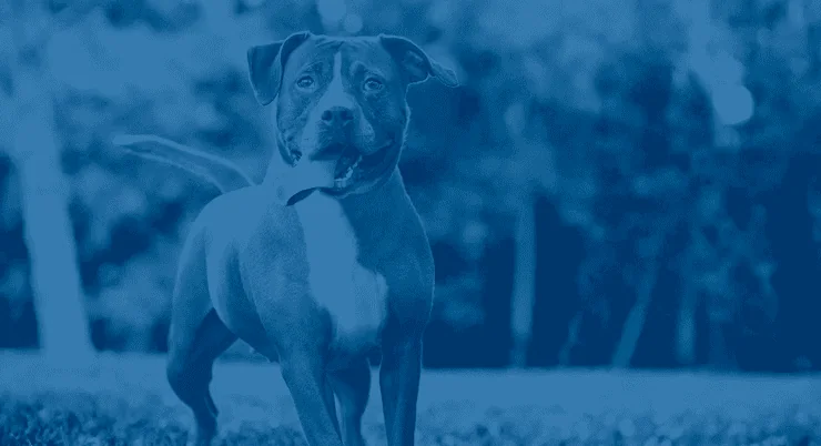 Características Del Bóxer 1 Características Del Bóxer 1