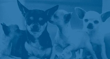 Características del chihuahua