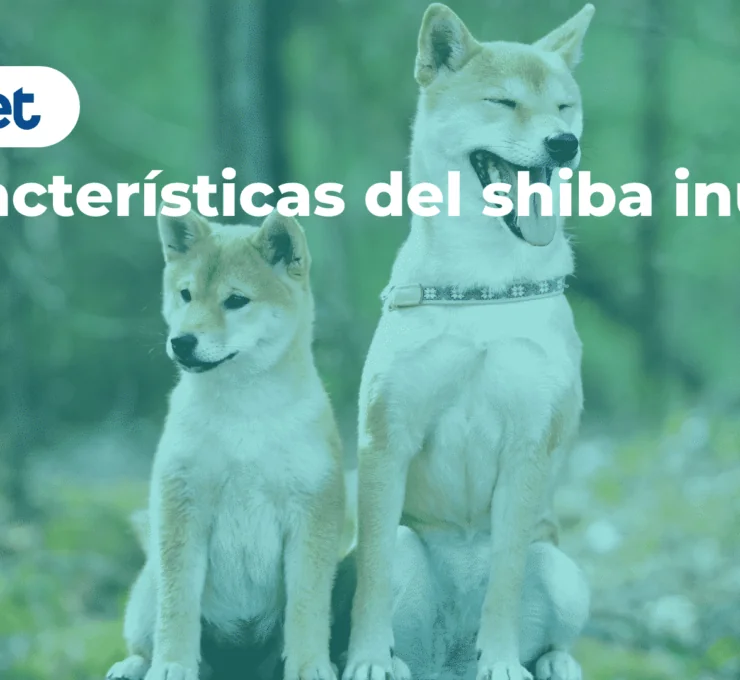 Características del shiba inu