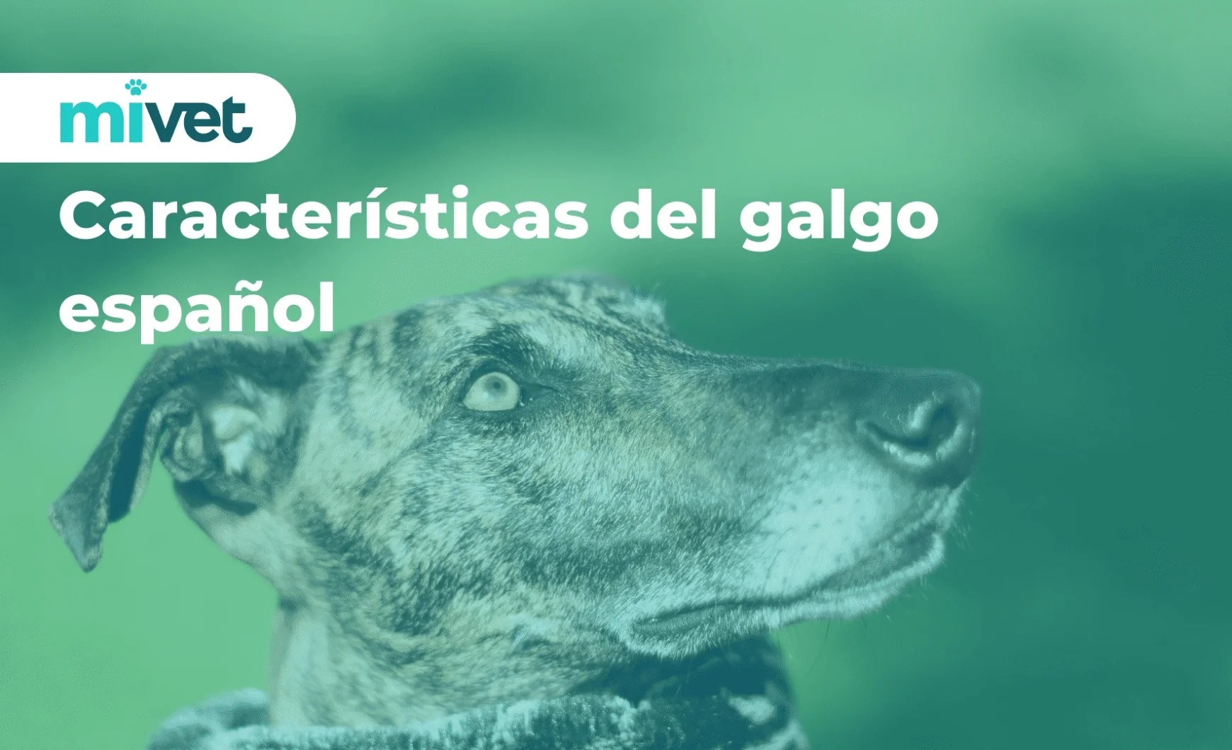 Características del galgo español