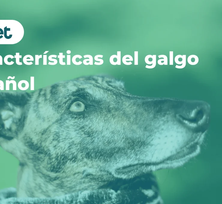 Características del galgo español